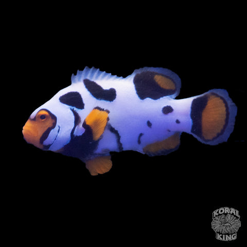 Premium Nebula Picasso Clownfish