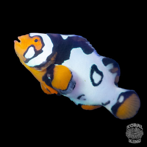 Premium Nebula Picasso Clownfish