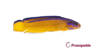 Neon Dottyback – Proaquatix