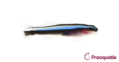 Neon Goby – Proaquatix
