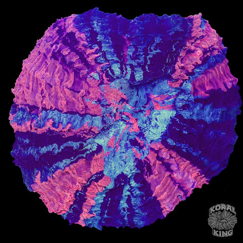 Neptunes Doom Acantho