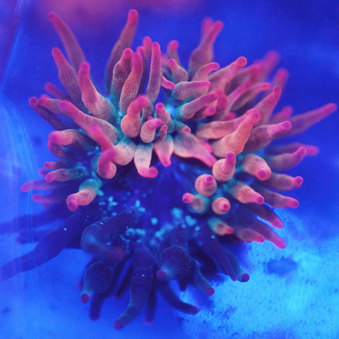 Nexus Bubble Tip Anemone (50/50 Split) - Koral King