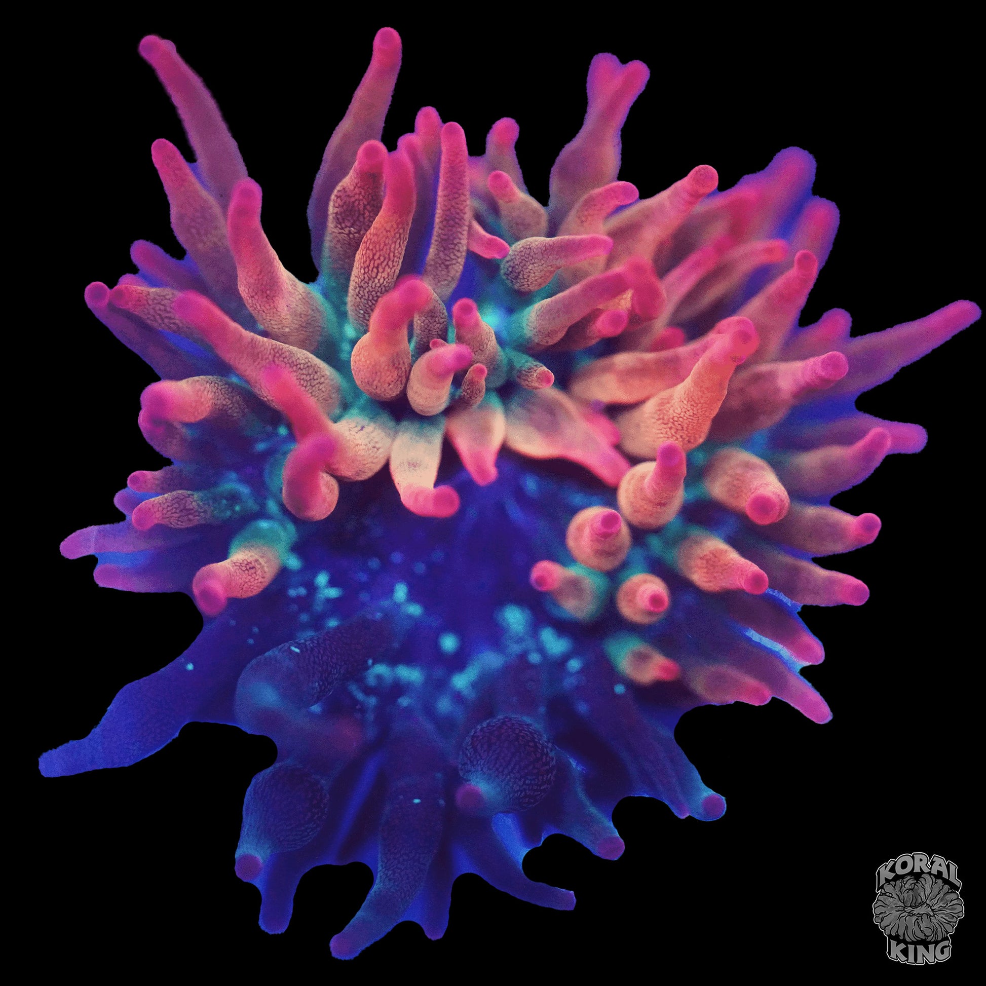Nexus Bubble Tip Anemone (50/50 Split) - Koral King