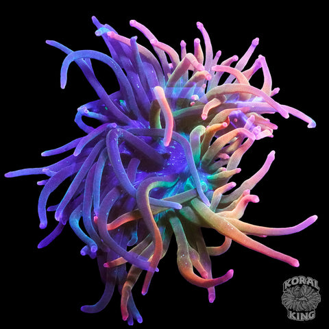 Nexus Bubble Tip Anemone (50/50 Split)