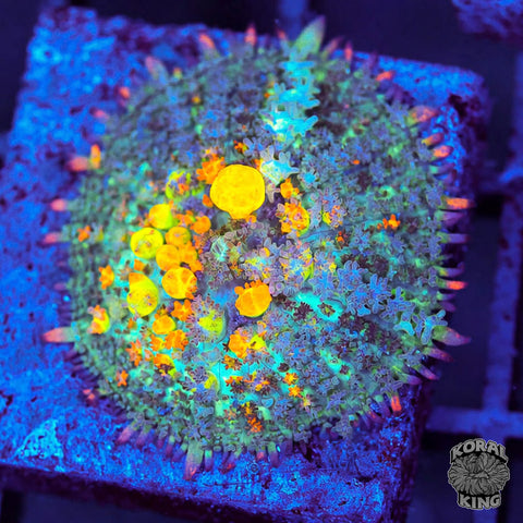 OG Bounce Mushroom Frags