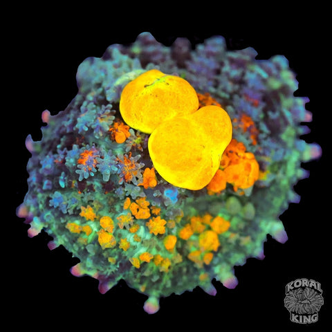 OG Bounce Mushroom Frags