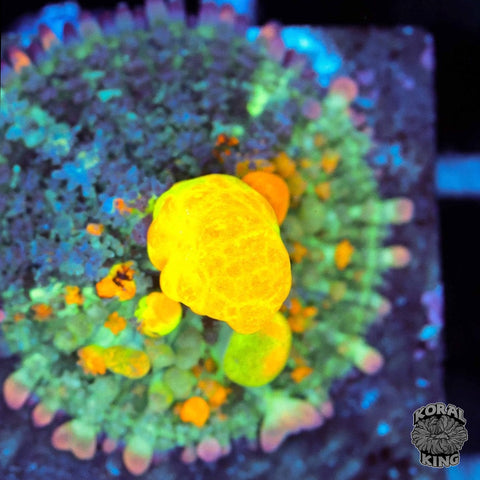 OG Bounce Mushroom Frags