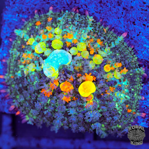 OG Bounce Mushroom Frags