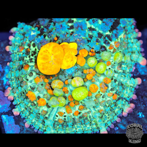 OG Bounce Mushroom Frags