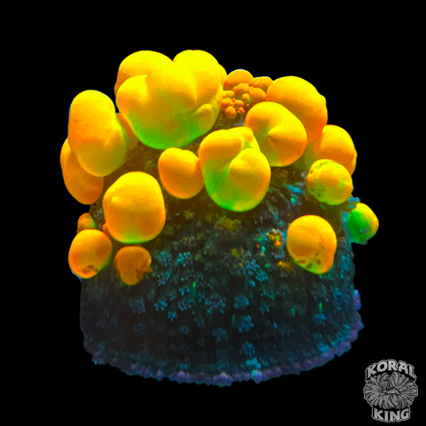 OG Bounce Mushroom