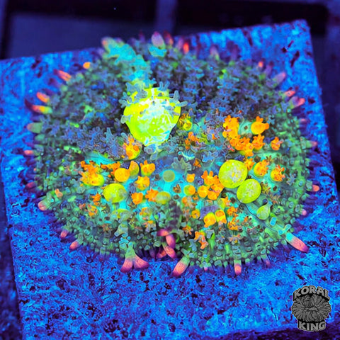 OG Bounce Mushroom Frags