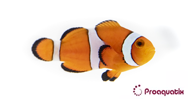 Small Ocellaris Clownfish – Proaquatix