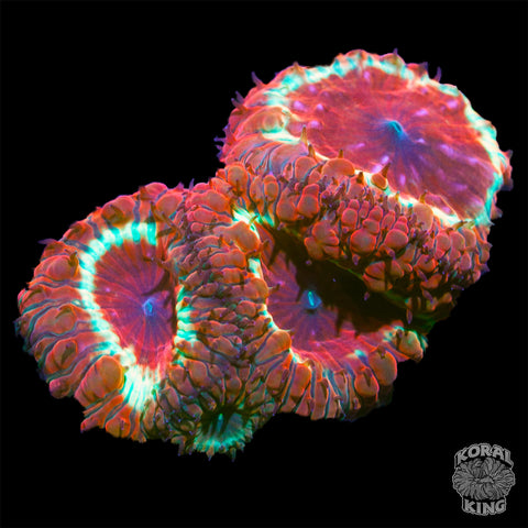 Odd Mob Blasto