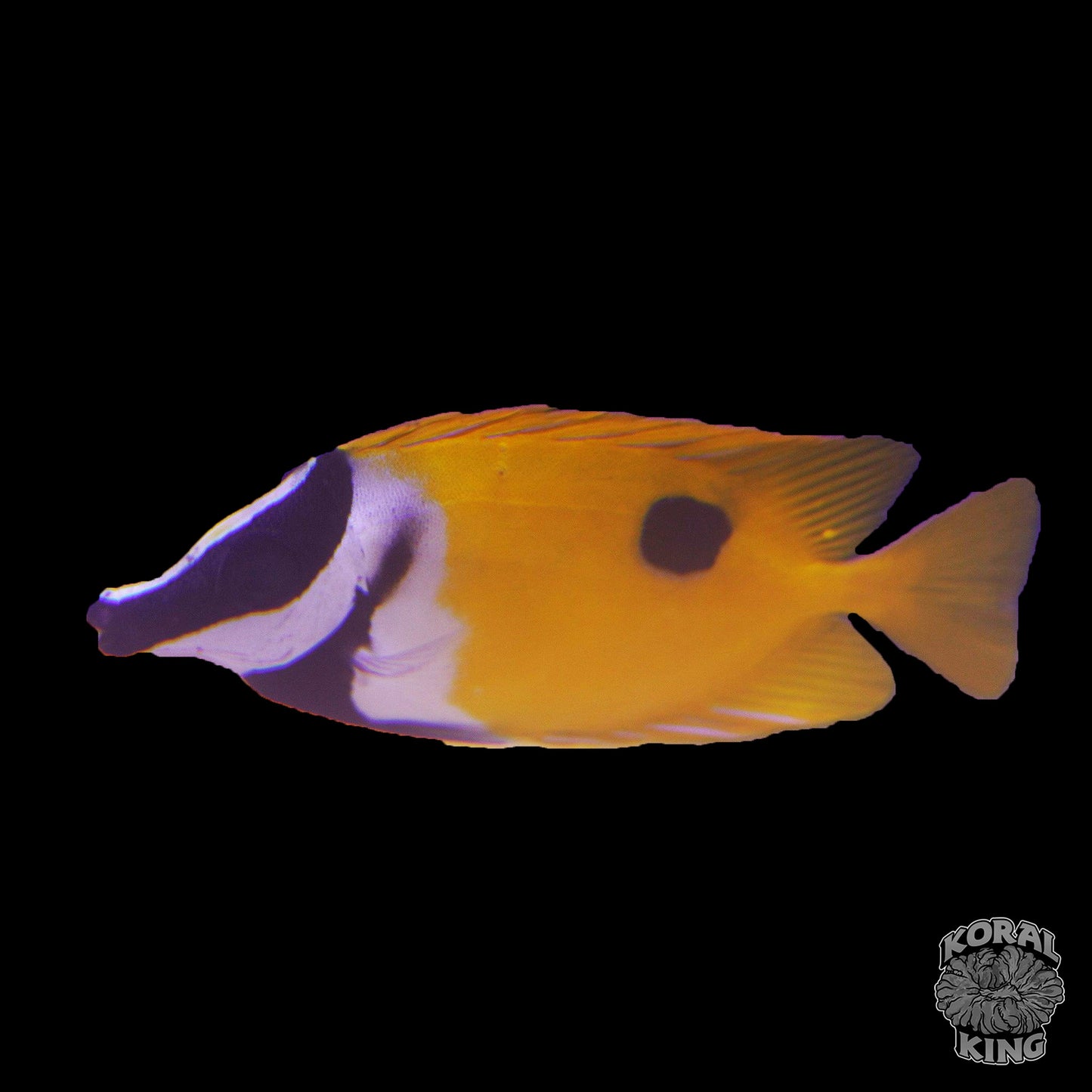 One Spot Foxface Rabbitfish - Koral King