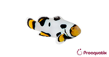 Extreme Onyx Picasso Clownfish – Proaquatix