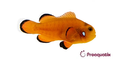 Orange Domino Clownfish – Proaquatix