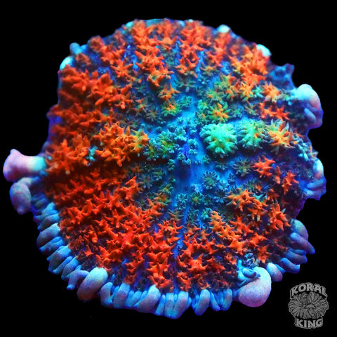 Orange Crush Bounce Pincushion Mushroom XL