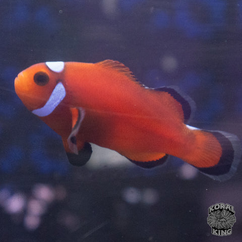 Orange Domino Clownfish