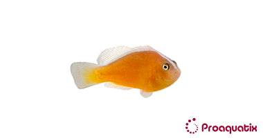 Orange Skunk Clownfish – Proaquatix