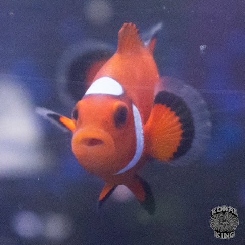 Orange Domino Clownfish