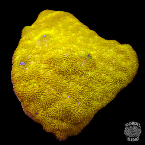 “Orange You Glad It’s A Psammocora”