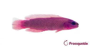 Orchid Dottyback – Proaquatix