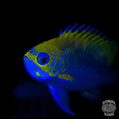 Odontanthias Katayamai (CB)