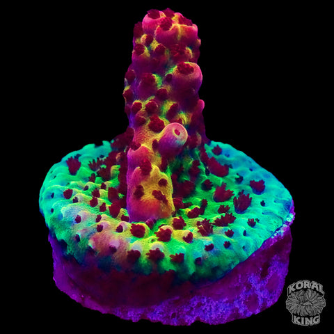 PC Rainbow Acropora Frag