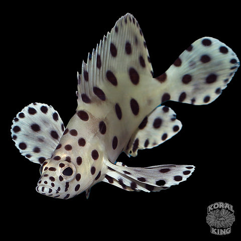 Panther Grouper