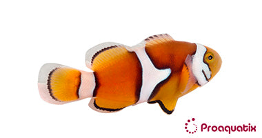 Medium True Percula Clownfish – Proaquatix