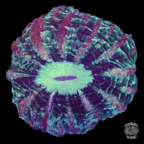 Permafrost Indophyllia - Koral King
