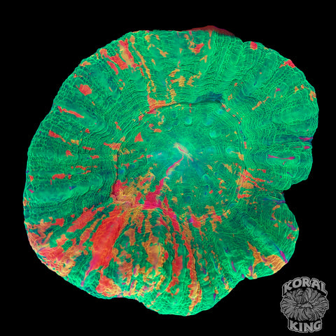 Picasso Splatter Scoly