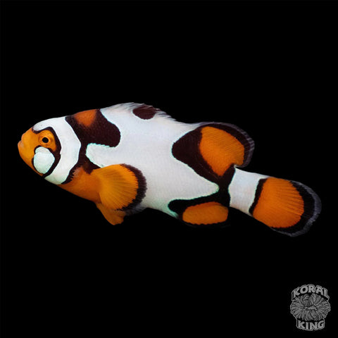 Onyx Picasso Clownfish