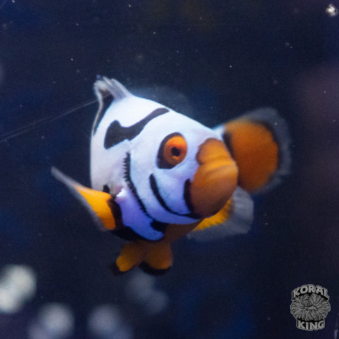 Premium Black Helmet Picasso Clown