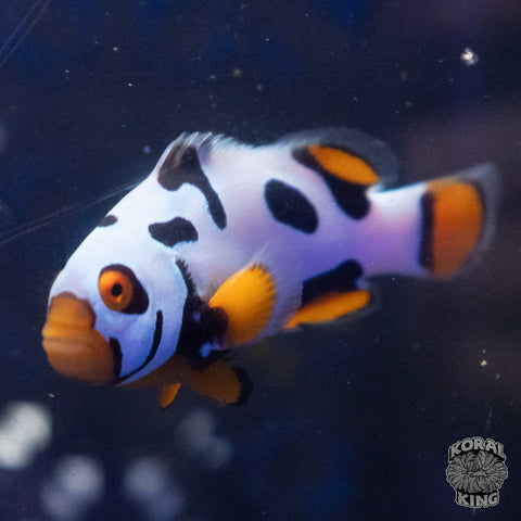 Premium Black Helmet Picasso Clown
