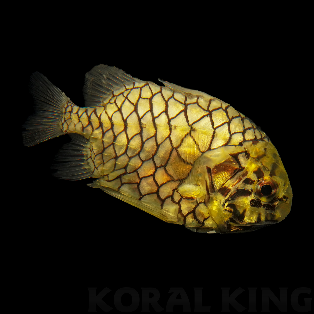 Pinecone Fish – Koral King