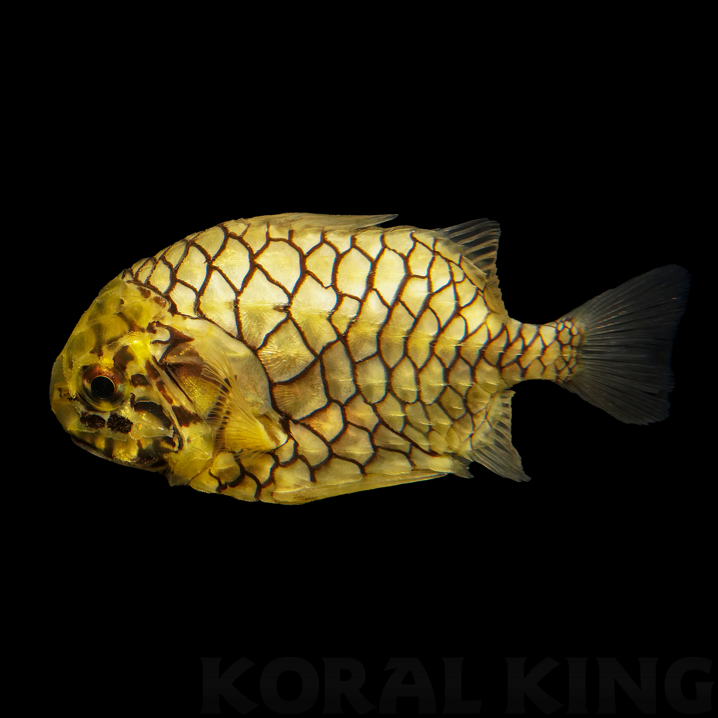 Pinecone Fish