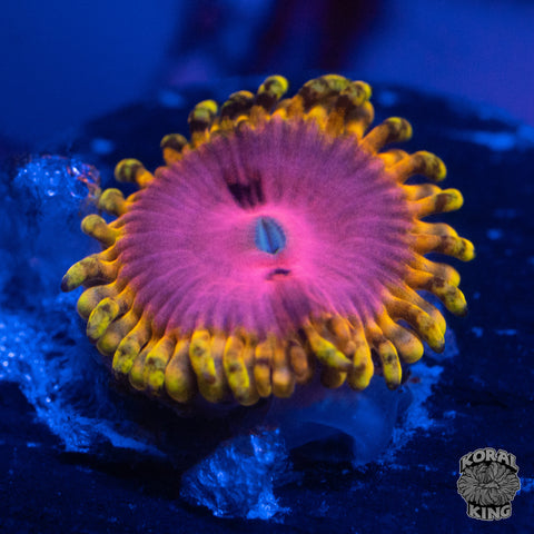 Pink Diamond Zoa