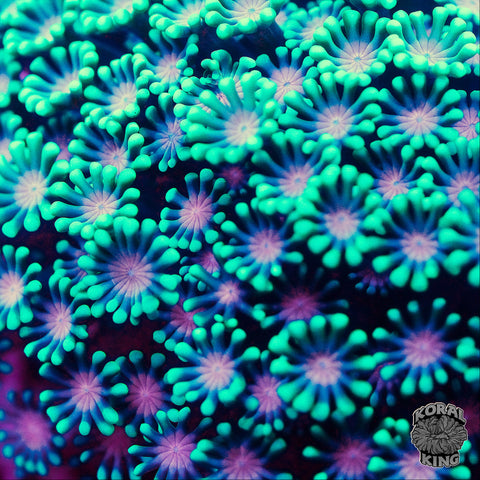 Pink Lilac Alveopora Colony