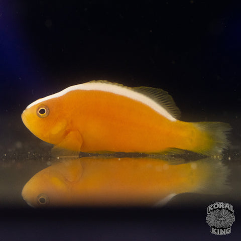 Pink Skunk Clownfish