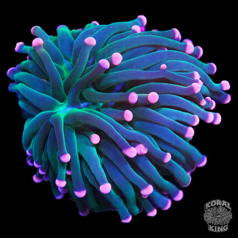Pink Tip Torch
