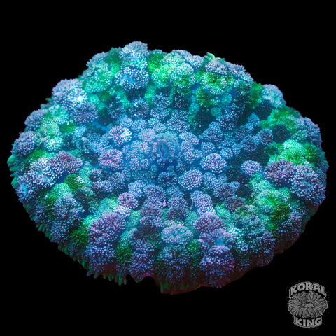 Poison Ivy Pincushion Mushroom XL