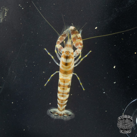 Tiger Pistol Shrimp