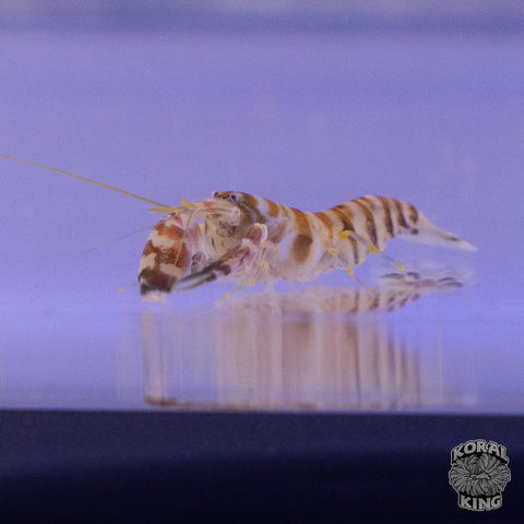 Tiger Pistol Shrimp