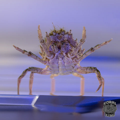 Pitho crab