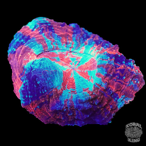 Plasma Polarity Acantho
