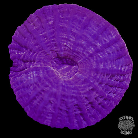 Plum Pudding Cynarina