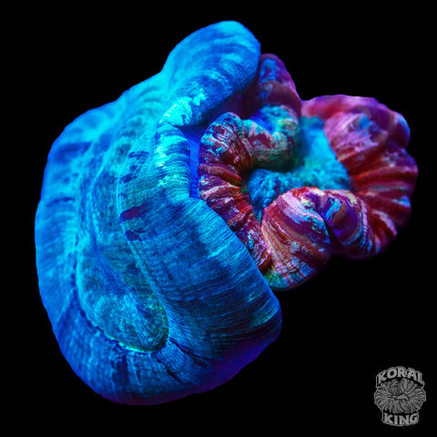 Polar Opposite Trachy Chimera