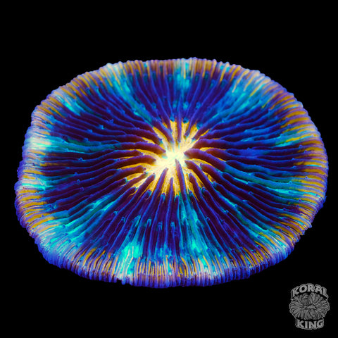 Poseidon's Haven Plate