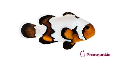 Premium Black Ice Snowflake Clownfish – Proaquatix